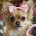 Jans Dog